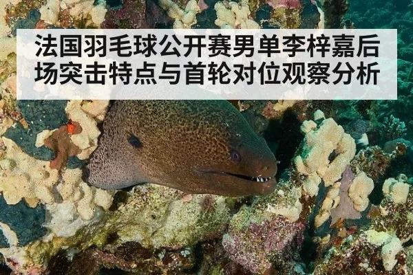 法国羽毛球公开赛男单李梓嘉后场突击特点与首轮对位观察分析